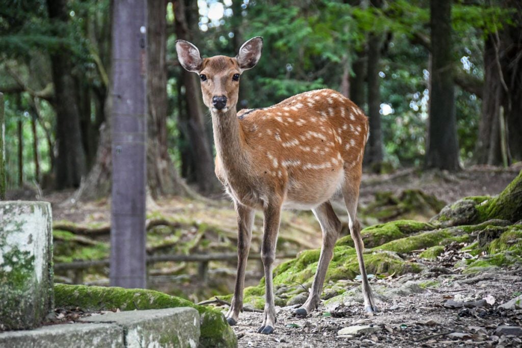 Nara Deer Park Japan