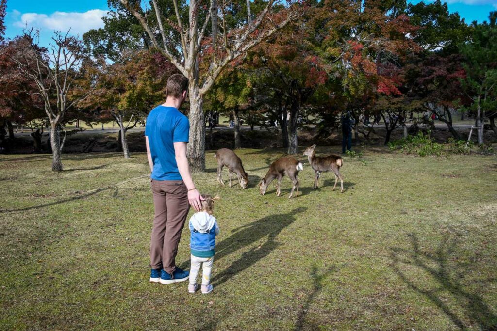 Nara deer park
