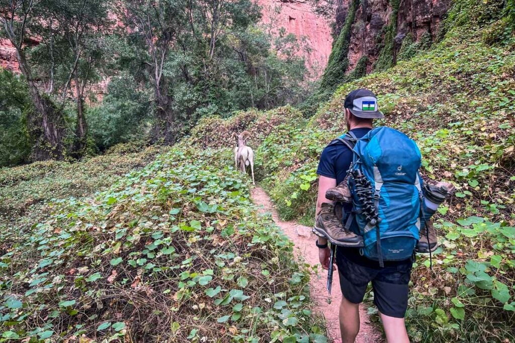 Havasu Falls Hike wildlife Havasupai Arizona