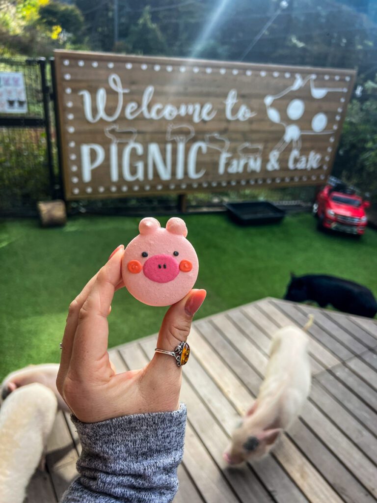 Pig cafe Japan