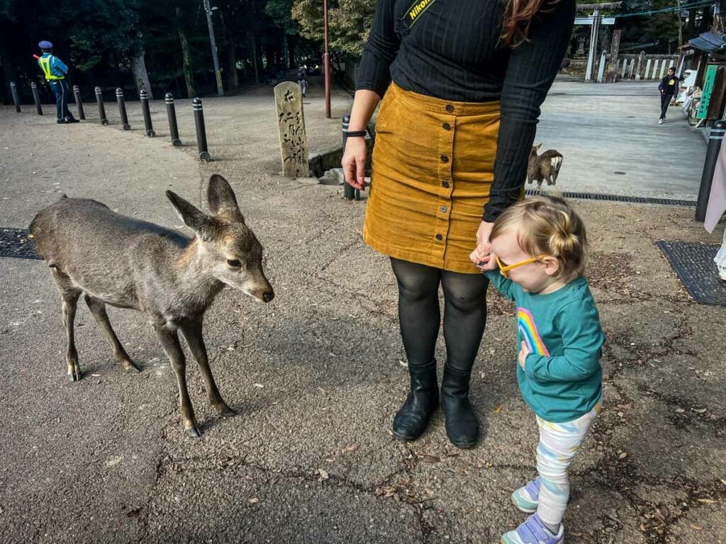 Nara deer park Japan