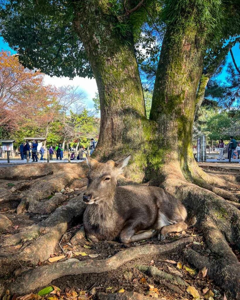 Nara Deer Park Japan