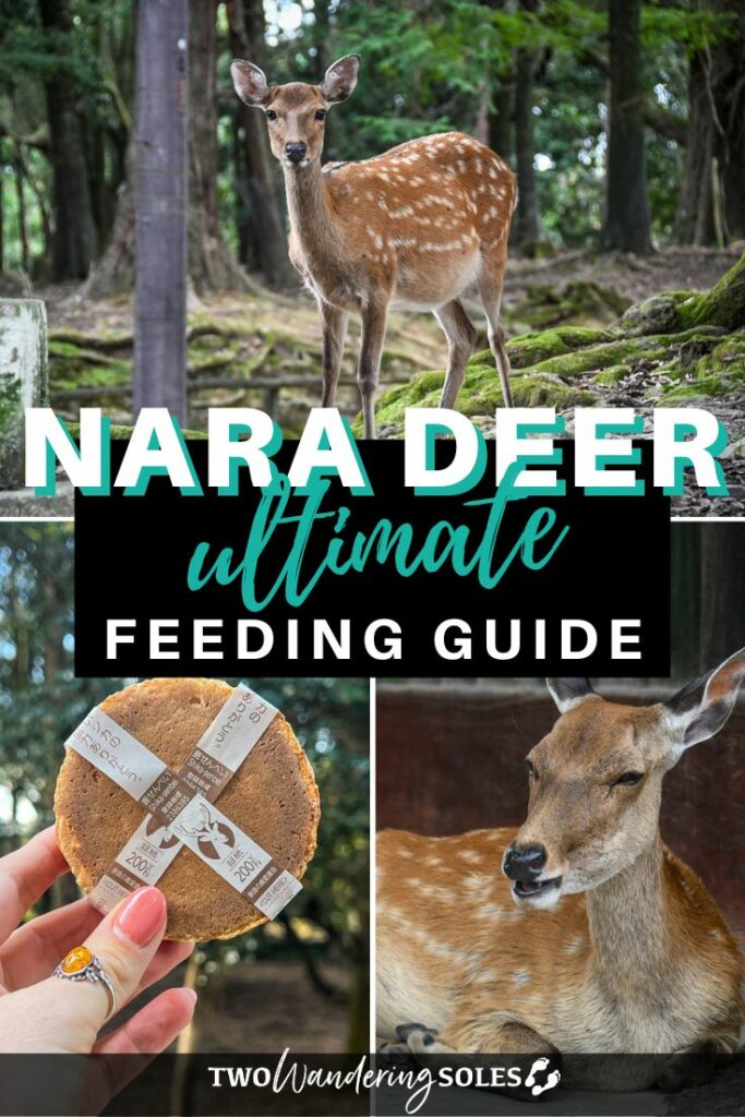Nara deer park (Pin D)