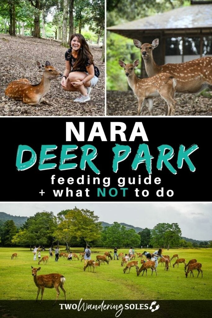 Nara deer park (Pin E)