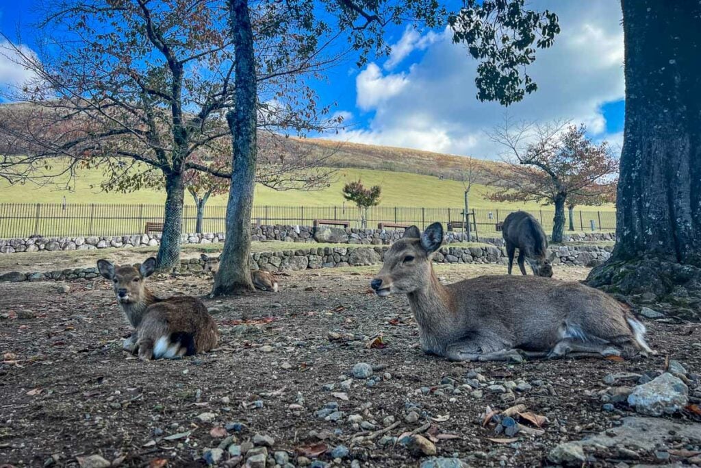 Nara Deer Park Japan