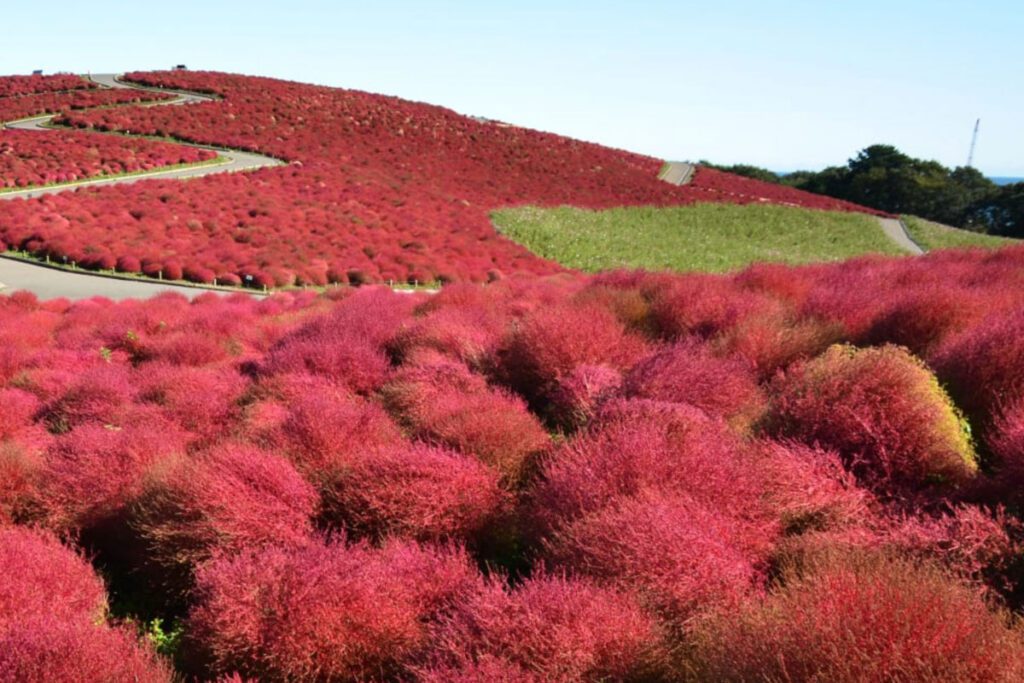 Hitachi Seaside Park Japan