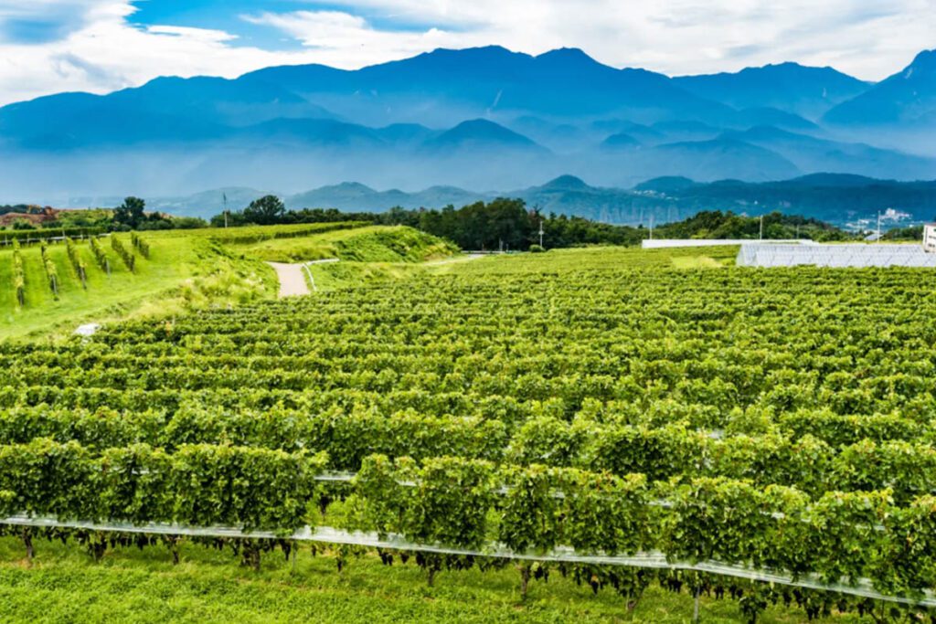 Yamanashi Japan wine