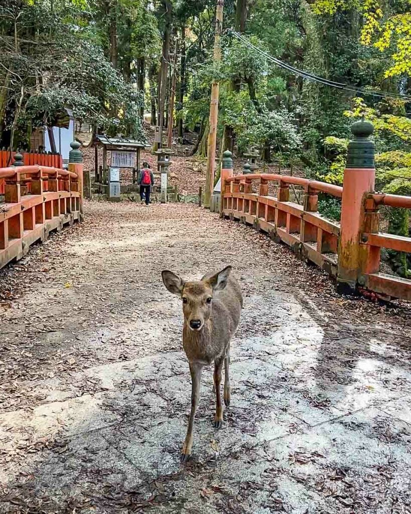 Nara Deer Park Japan