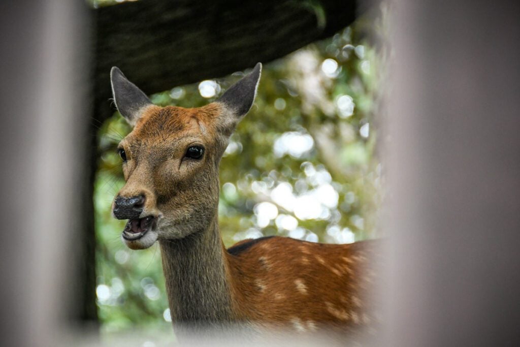 Nara Deer Park Japan