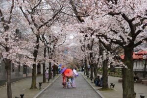 Spring in Japan Kyoto Cherry Blossoms_STOCK-U (Pavlo Klein)