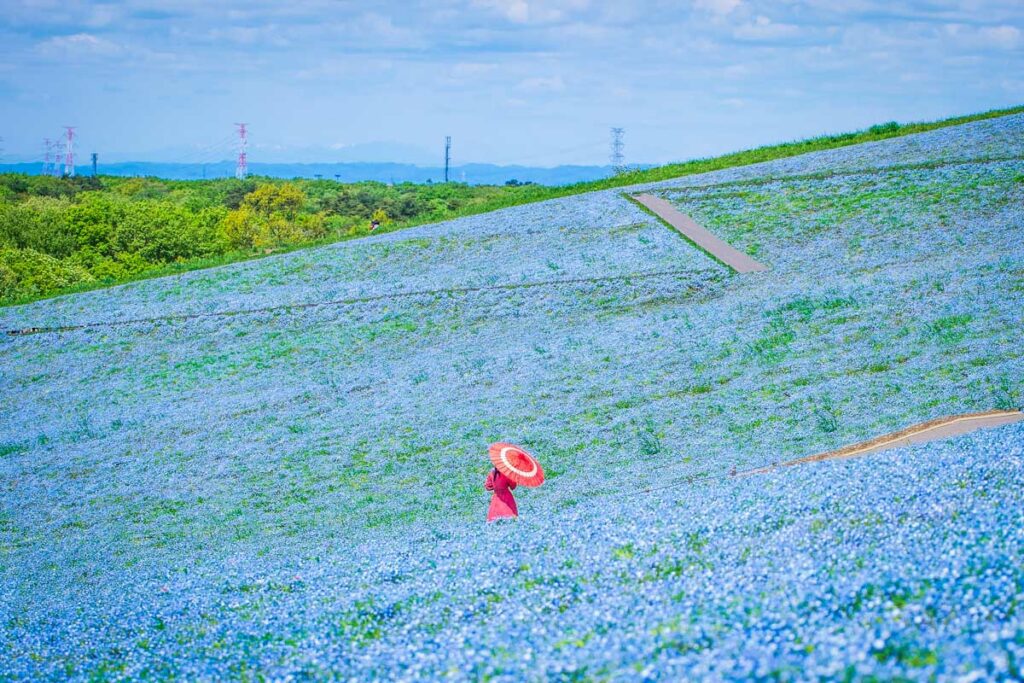 Hitachi Seaside Park Japan (Unsplash)