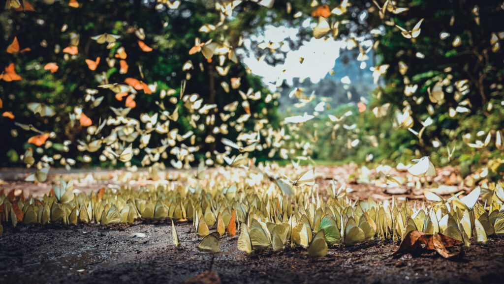 Butterflies in Cuc Phuong National Park, Ninh Binh, Vietnam