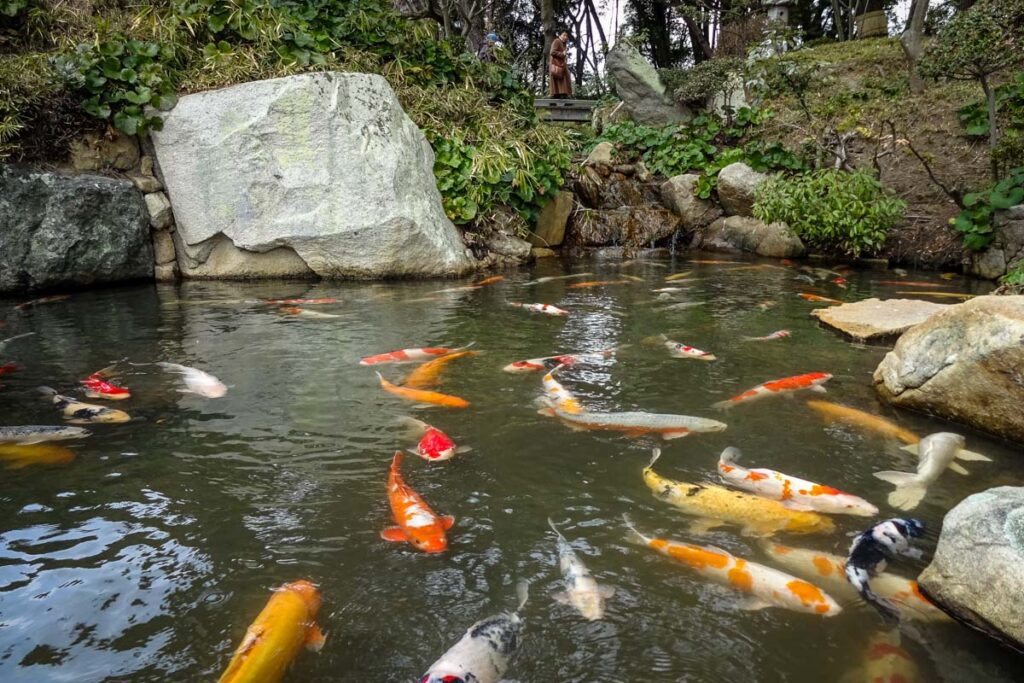 Koi pond Japanese garden