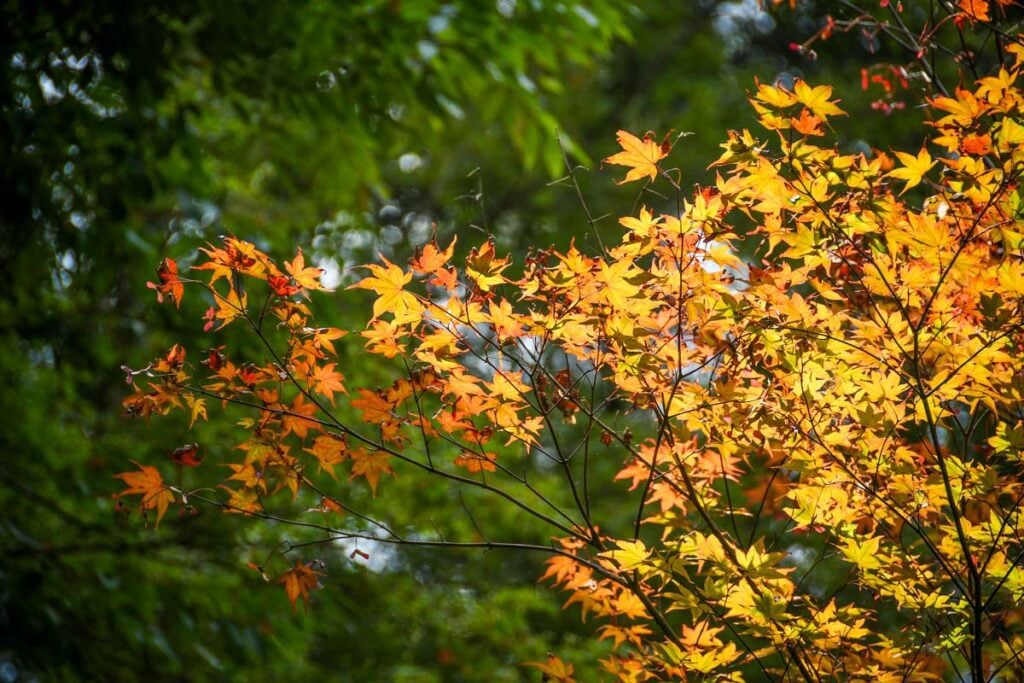 Momiji maple leaves Minoo Minoh Park Osaka Japan