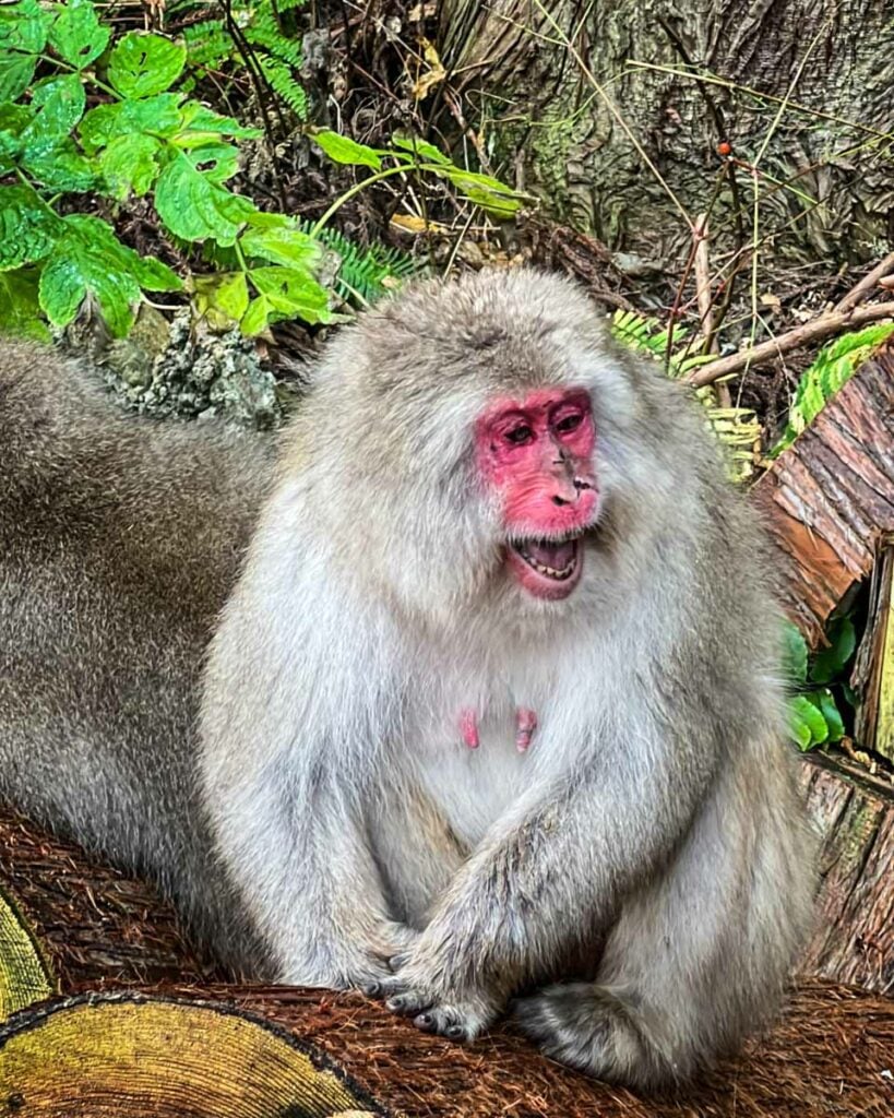 Japanese macaque