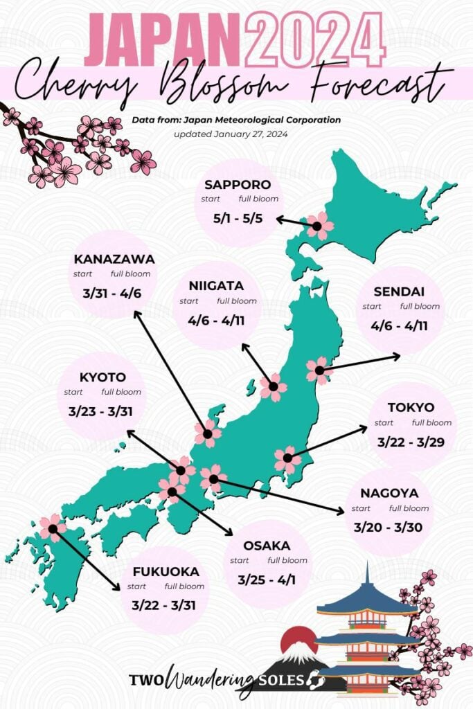 Japan Cherry Blossom Forecast 2024