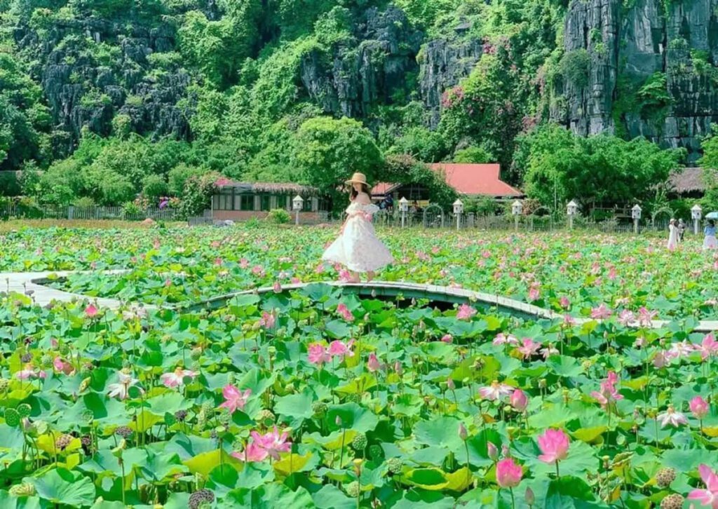 Lotus flower in Ninh Binh, Vietnam