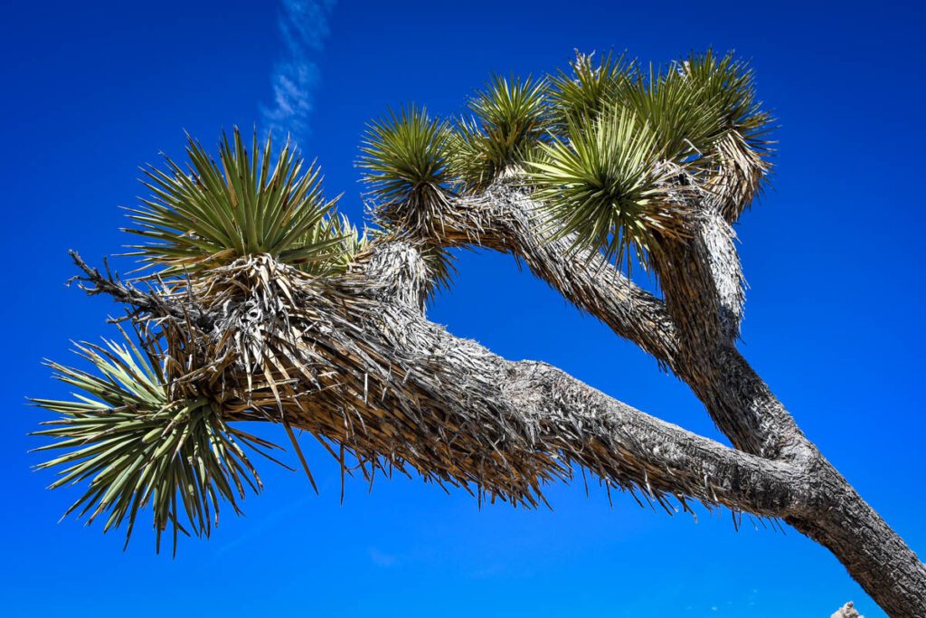 Joshua Tree National Park