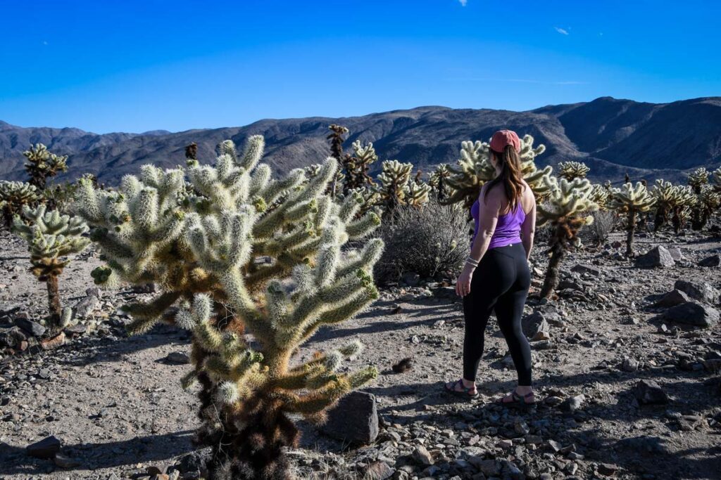 Cholla Cactus Garden Joshua Tree National Park