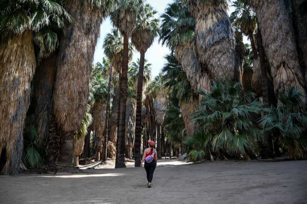 Indian Canyons Palm Canyon hike Palm Springs