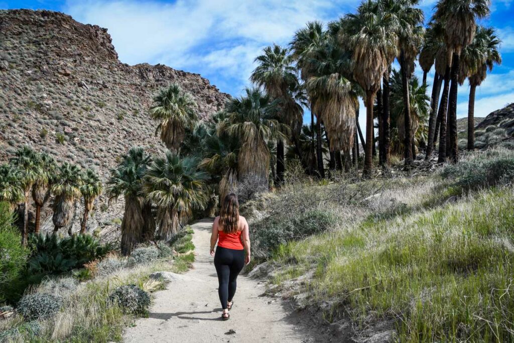 Indian Canyons Palm Canyon hike Palm Springs