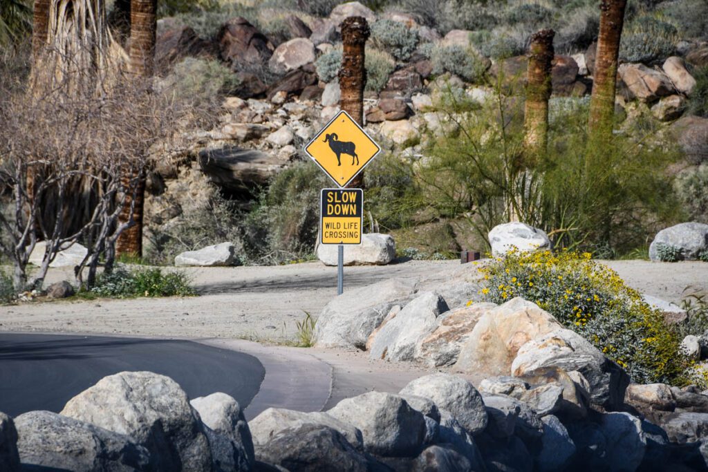 Bighorn sheep sign