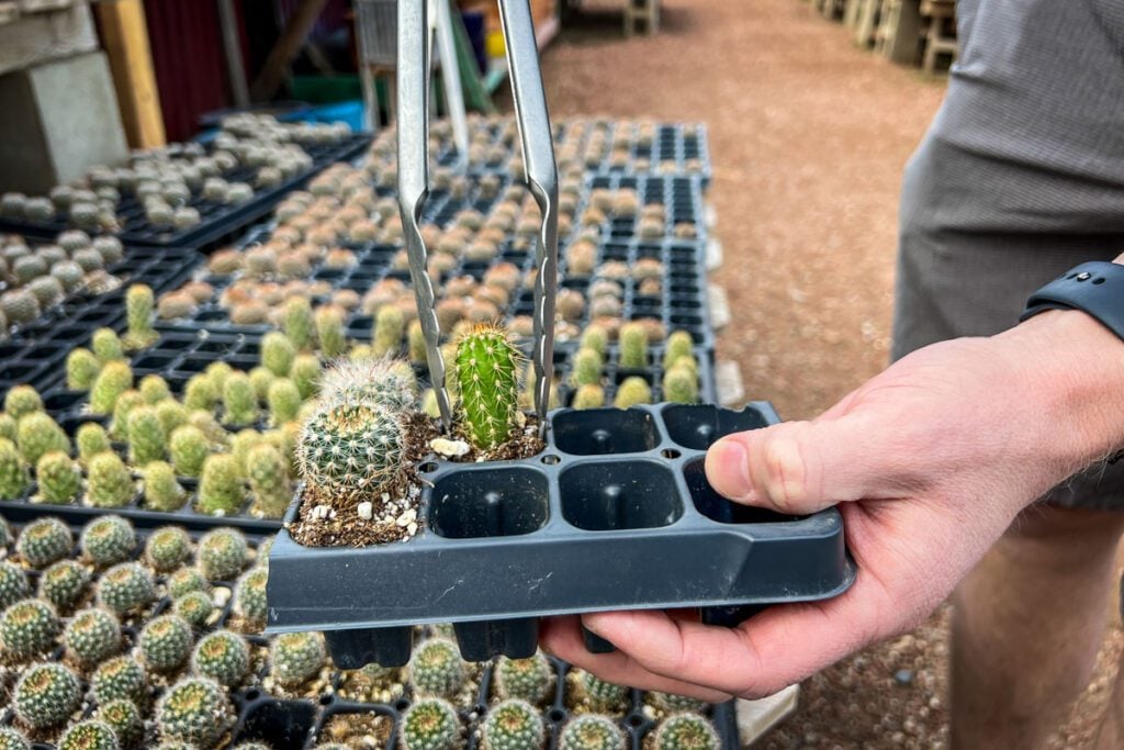 Cactus Mart Palm Springs California