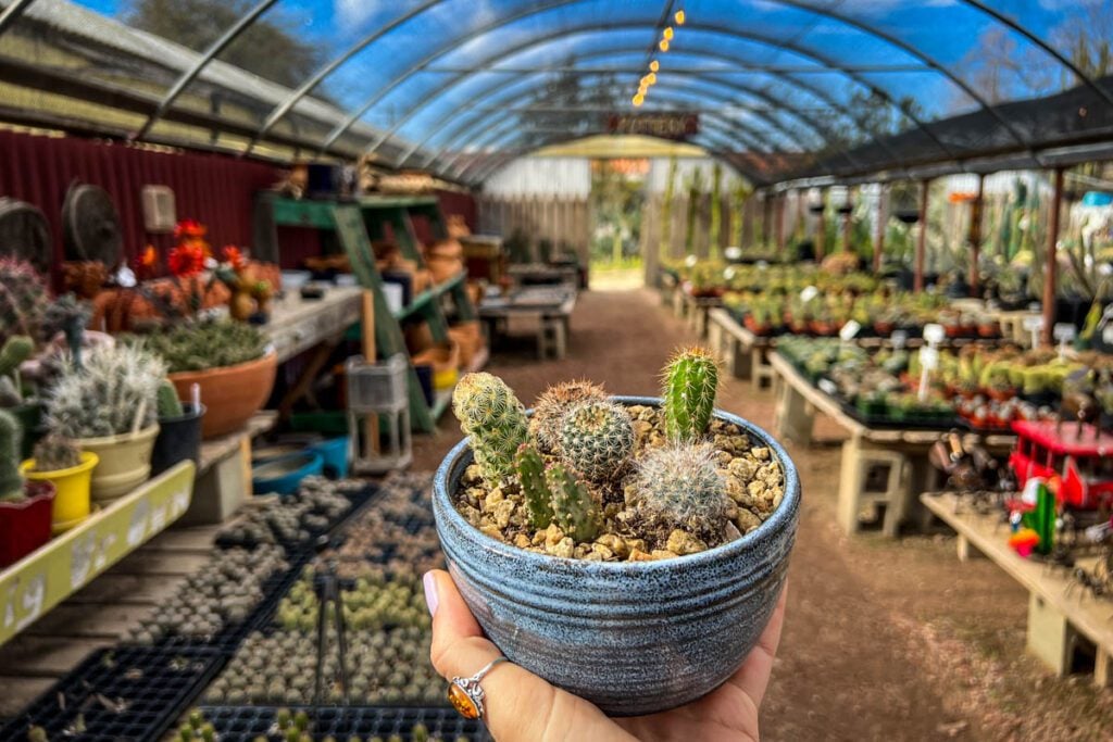 Cactus Mart Palm Springs California