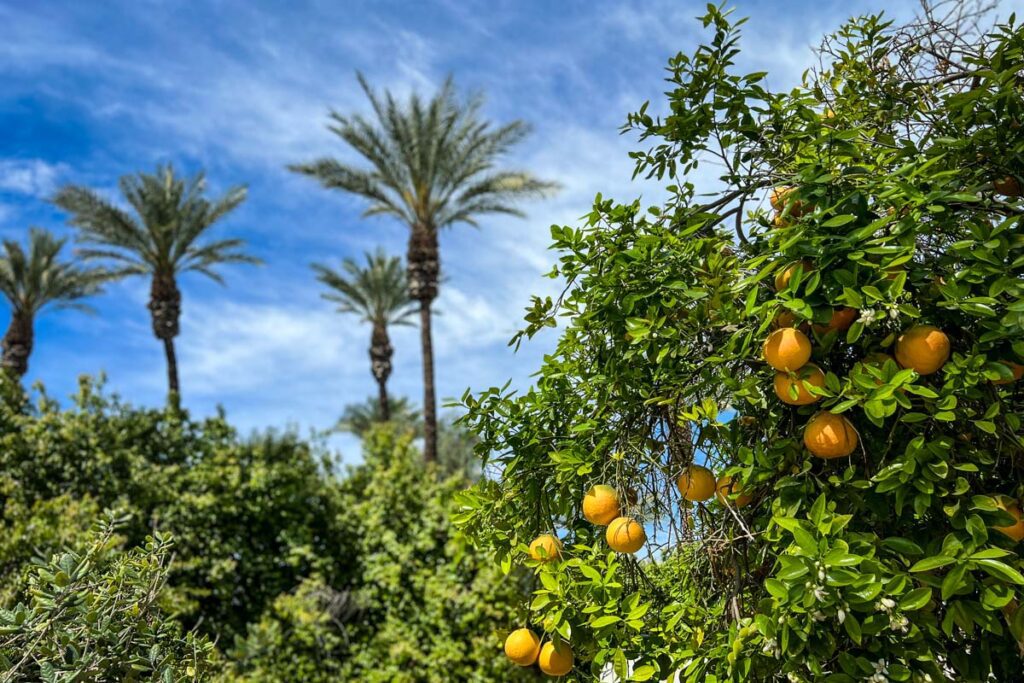 Palm Springs