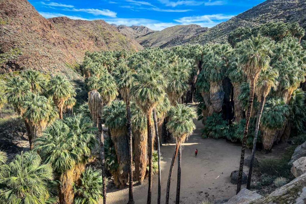 Indian Canyons Palm Canyon hike Palm Springs