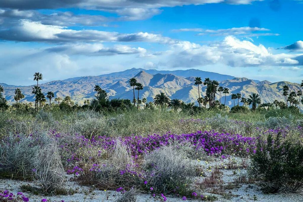 Palm Springs