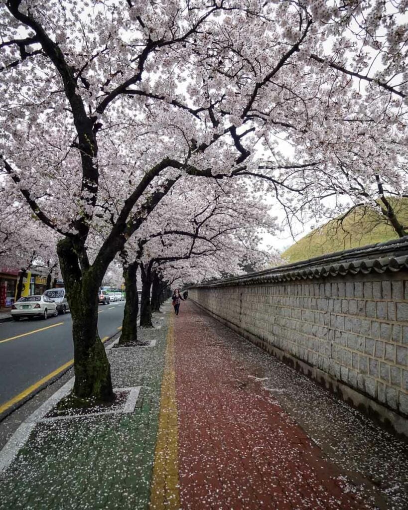 Cherry blossoms