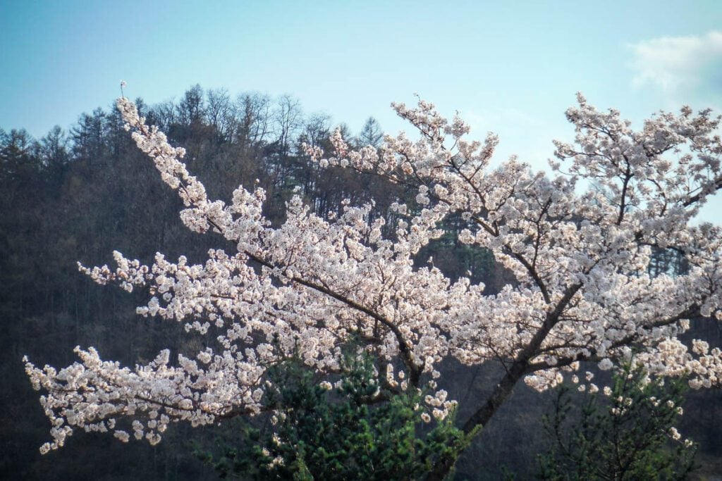 Cherry blossoms