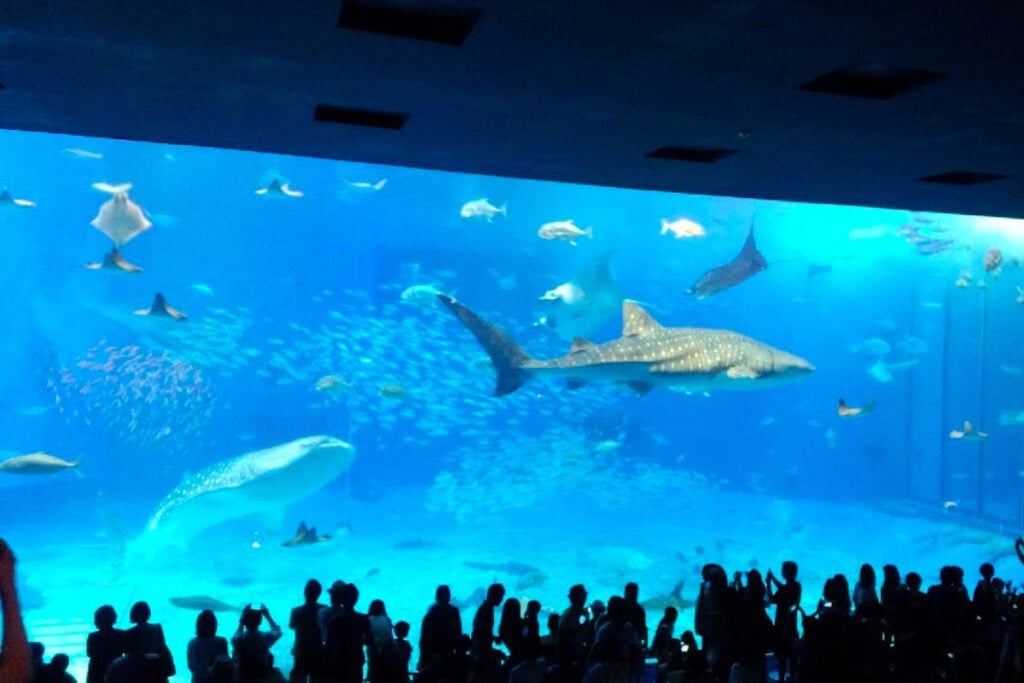 Churaumi Aquarium Okinawa Japan (Nagisa Tsuchida)