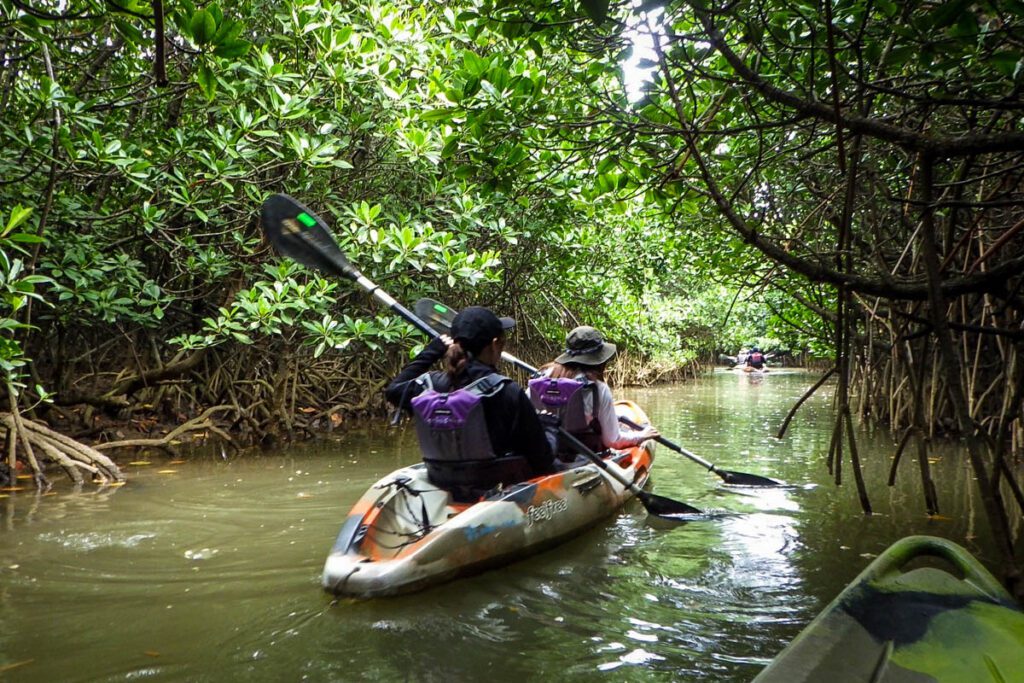 Canoeing in mangroves Okinawa, Japan (Nagisa Tsuchida)