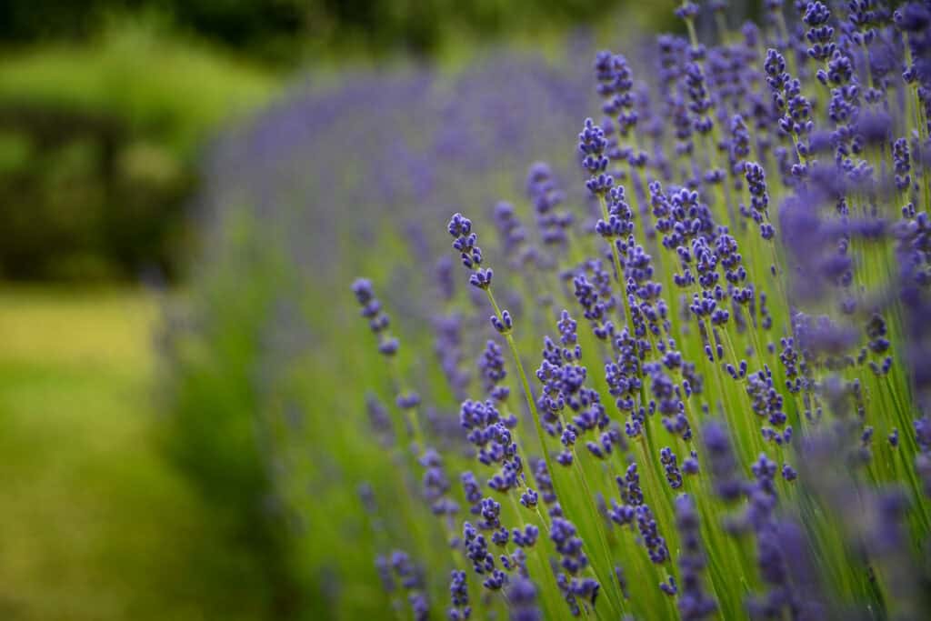 Lavender fields