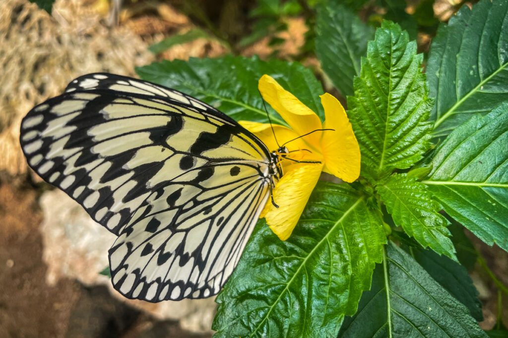 Butterflies Bougenvillia Botanical Garden Okinawa, Japan (Nagisa Tsuchida)