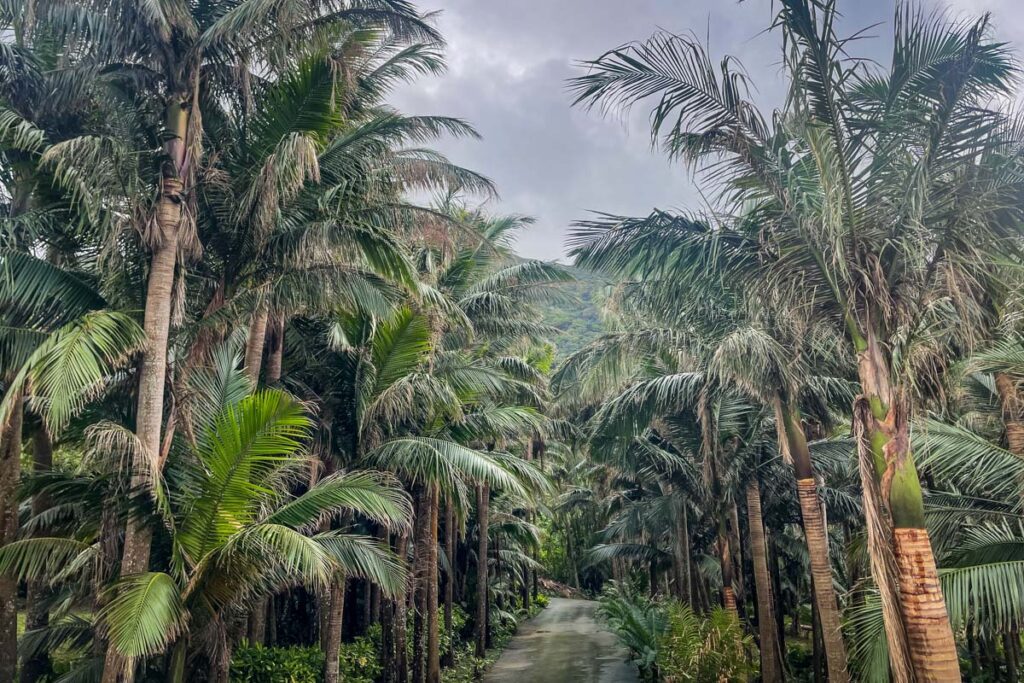 Yonehara Palm Grove Okinawa, Japan  (Nagisa Tsuchida)