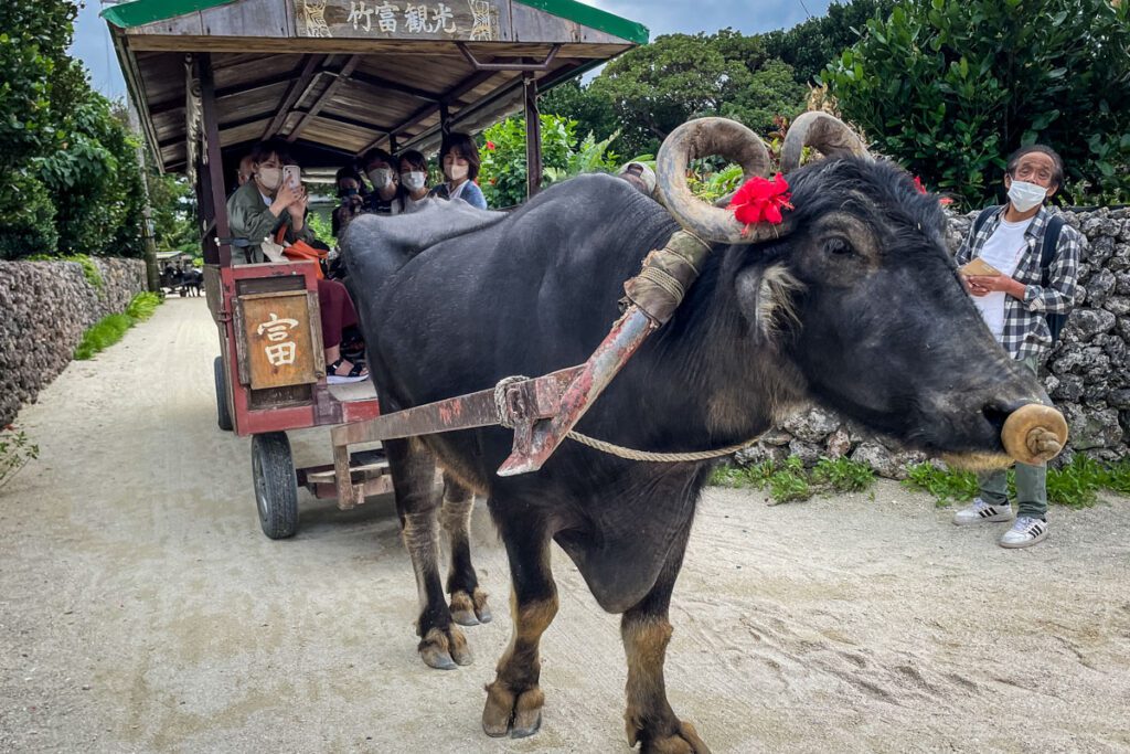 Water buffalo cart Okinawa, Japan (Nagisa Tsuchida)