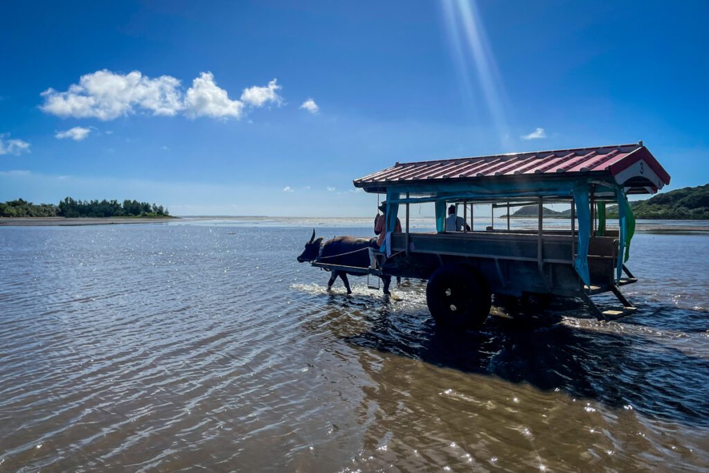 Water Buffalo Cart to Yufu Island, Okinawa, Japan (Nagisa Tsuchida)