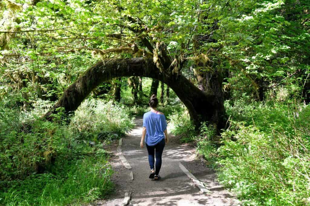 Hall of Mosses trail in Hoh Rainforest Olympic National Park