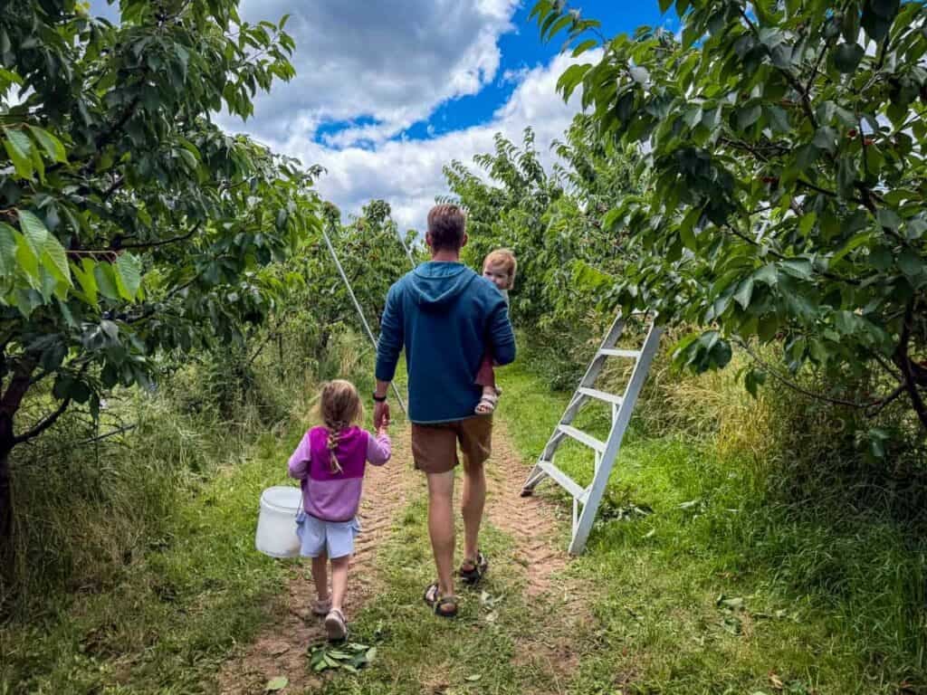 U-pick cherries Hood River Oregon Fruit Loop