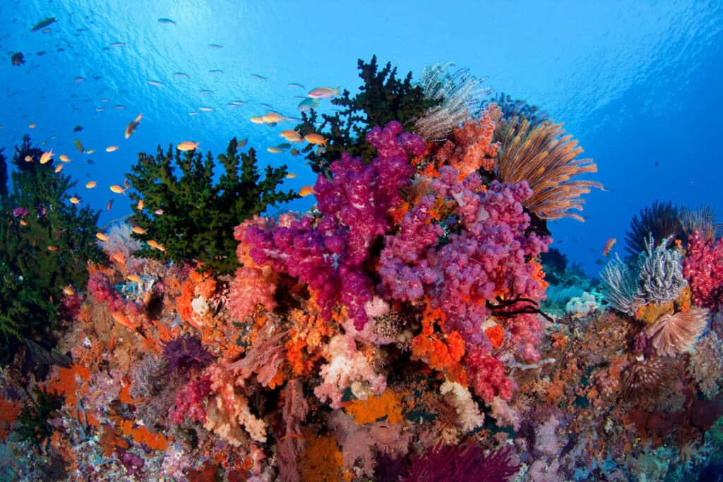 Raja Ampat diving (Liveaboard)
