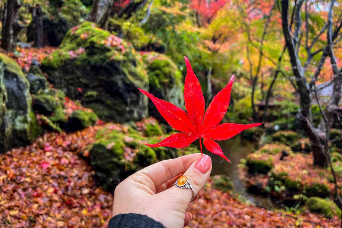 Autumn in Japan: Where & When to See Fall Foliage (2026)