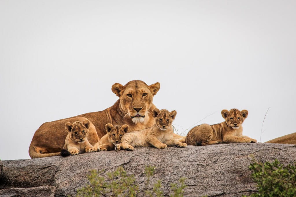 Lions safari Serengeti National Park Tanzania