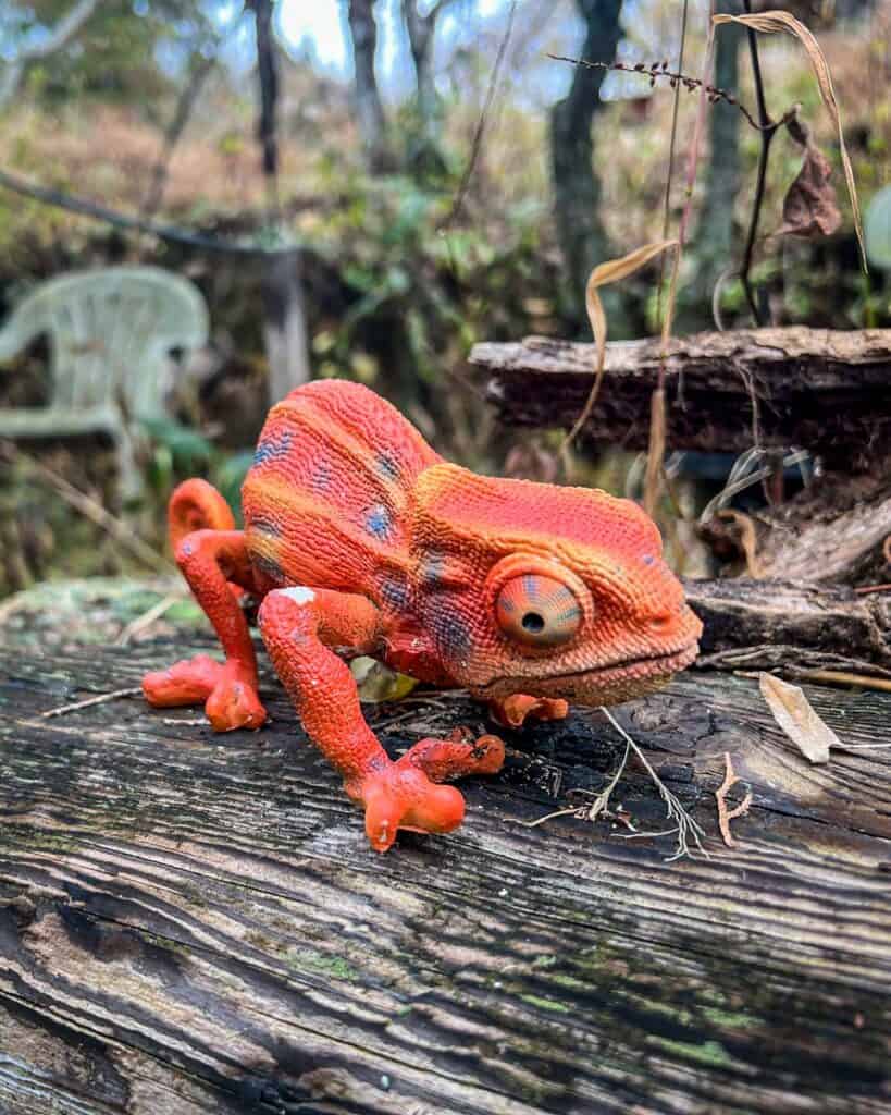 Owaki's Garden Nakasendo Trail Japan chameleon