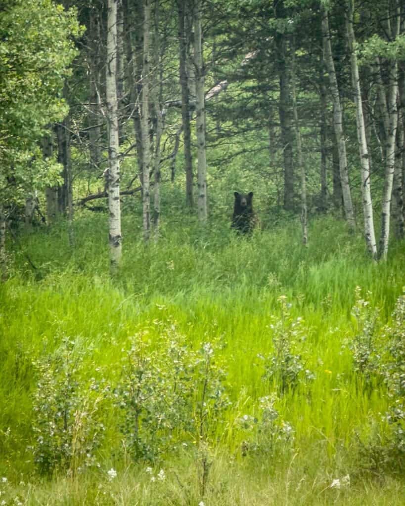 Black bear in Kananaskis Alberta Canada