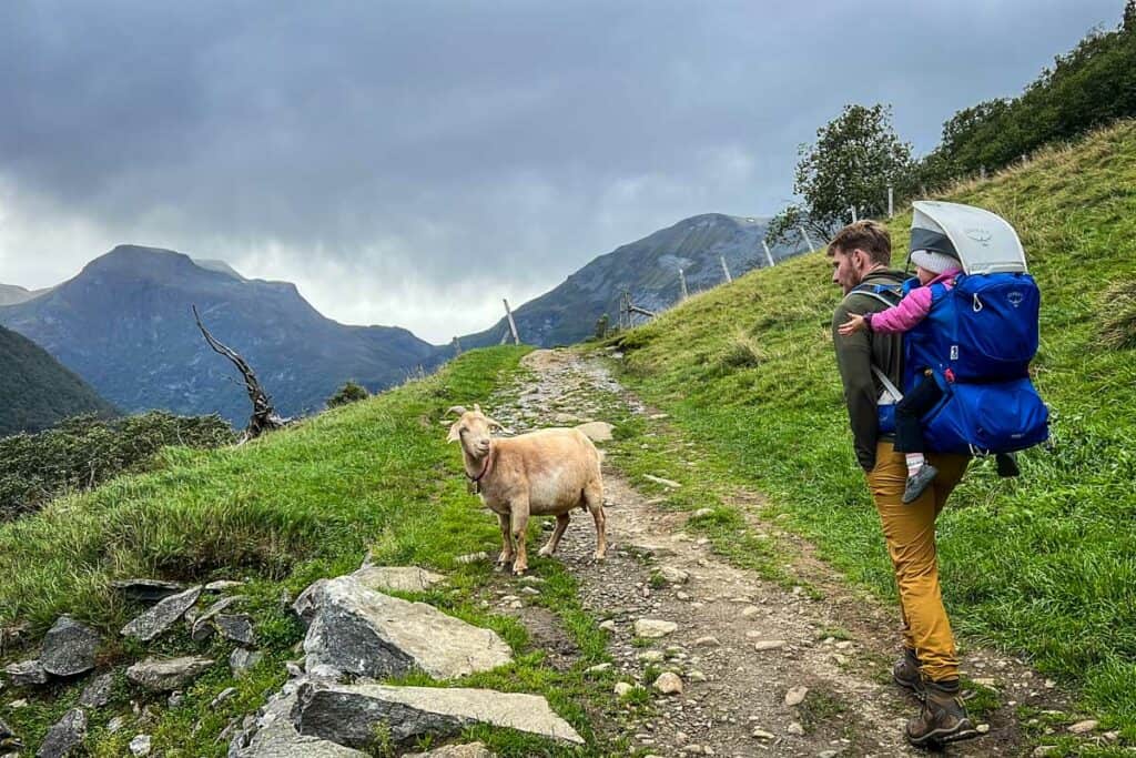Hiking with a toddler Norway goat