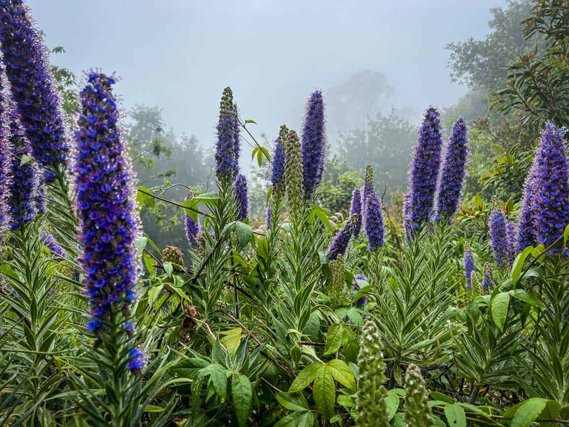 Madeira Portugal
