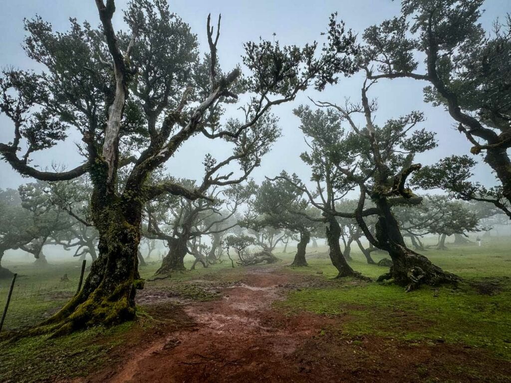 Misty Fanal Forest in Madeira, Portugal